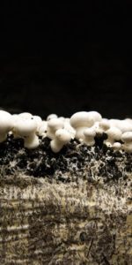 Pilze, Champignons von Pilz Lenz